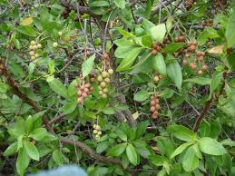 Image result for Conocarpus