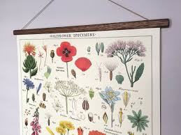 Wildflowers Specimens Poster Vintage Poster Botanical School Chart