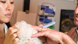 Maybe you would like to learn more about one of these? Ophthalmology Service School Of Veterinary Medicine