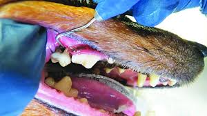 Check spelling or type a new query. Dog Teeth Cleaning Don T Deny Dental Health Whole Dog Journal