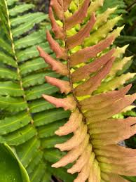 Image result for Blechnum