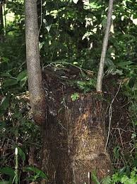 Image result for Antiaris toxicaria