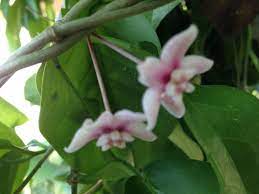 Hoya Naumanii Guava Tree Tropical Plants Plants