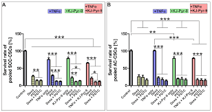 Maybe you would like to learn more about one of these? Cells Free Full Text Novel Primary Human Cancer Stem Like Cell Populations From Non Small Cell Lung Cancer Inhibition Of Cell Survival By Targeting Nf Kb And Myc Signaling Html