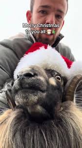 Dave wishes you a Merry Christmas #farming #christmas #sheep #merrychr...