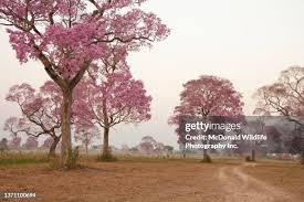 Image result for Handroanthus sp. near impetiginosus