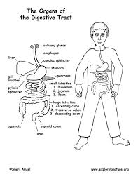 Image of a human digestive system where students must identify and color each organ and answer questions about the structure's function and relationship to other structures in the system. Learn More About The Digestive System On Exploringnature Org Reading Strategies Posters Page Middle School Digestive System Worksheet