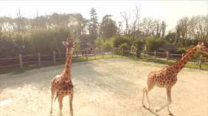 Le zoo de la flèche réputé pour la qualité de ses installations et classé parmi les 5 premiers parcs de france, abrite sur ses 14 hectares 1500 animaux. Film Zoo De La Fleche 2016 Youtube