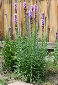 We did not find results for: Liatris Spicata Growing Guide Dense Blazing Star