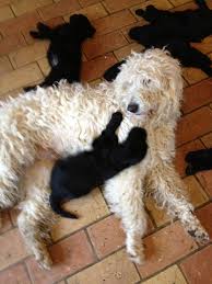 Ben weighs 35 lbs and is very friendly…. Flat Coated Retriever Puppies For Sale Uk The Y Guide
