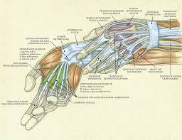 Arm muscle map, needs corrections. Muscles Of The Arm And Hand Classic Human Anatomy In Motion The Artist S Guide To The Dynamics Of Figure Drawing