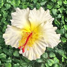Image result for Hibiscus seineri