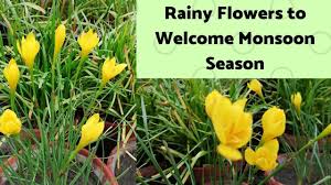 Yellow Rainy Flowers Bloom In Month Of July To Welcome Monsoon Season In Rain Lily Lily Flower Flowers