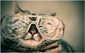 Cat With Glasses Funny Wallpaper Cat With Glasses Funny Wallpaper 1080p Cat With Glasses Funny Wallpaper Desktop Cat W Kucing Anak Kucing Gemas Kucing Lucu