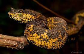 Colorful New Snake Species Discovered Fotos De Serpientes Reptiles Y Anfibios Serpientes Coloridas