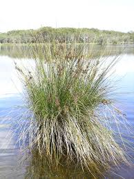 Image result for Juncus kraussii