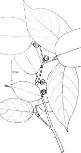 Image result for Cleistanthus