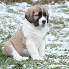 Alabai is a famous central asian shepherd dog. Central Asian Shepherd Livestock Guardian Dog Breed For Love Of Livestock
