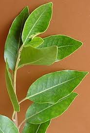 Image result for Nuxia oppositifolia