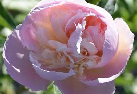 Many flowers have evolved to be attractive to animals, so as to cause them to be vectors for the transfer of pollen. Flower Varieties