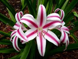 Billedresultat for crinum