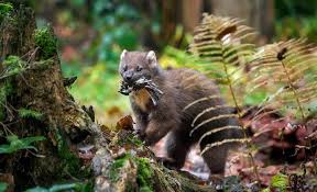 Animal extinctions may be caused by natural occurrences such as climatic heating or cooling or changes in sea levels. 9 Of The Uk S Rarest Animals Woodland Trust