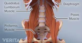 Ql pain can be debilitating. The Essential Role Of The Psoas Muscle