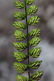 Image result for Asplenium reekmansii