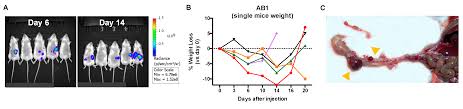 A recent study followed individuals who had undergone obesity surgery. Cancers Free Full Text Optimization Of A Luciferase Expressing Non Invasive Intrapleural Model Of Malignant Mesothelioma In Immunocompetent Mice Html