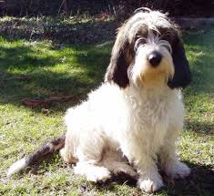 Image result for malý vendéeský hrubosrstý honič