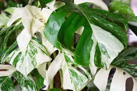 Terdapat varietas lain dari jenis monstera ini, yaitu variegata dengan warna daun yang putih kekuningan. Kenapa Ada Bercak Cokelat Pada Daun Monstera Ini 7 Penyebabnya Halaman All Kompas Com
