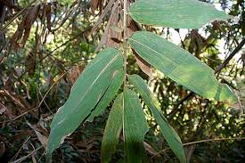 Image result for Oreobambos buchwaldii