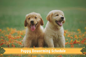 How long after worming puppy are worms expelled? Puppy Deworming Schedule Procedure Efficacy Recovery Prevention