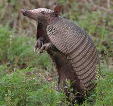 Armadillo Armadillo Animal Pictures Pet Birds