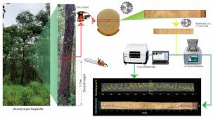 Image result for Brachystegia longifolia