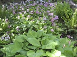 Mit diesen 15 tipps wird ihre schattige verschattete bereiche im garten sind oft unbeliebt, scheinen die möglichkeiten einer schönen gestaltung doch hier viel begrenzter zu sein als in sonnigen lagen. Schattengarten Ideen Zur Bepflanzung Gartengestaltung Garten