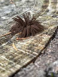 Image result for Stemonitis splendens