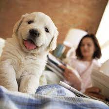How To Talk To Puppies With Dog Language