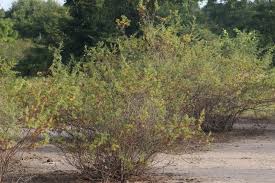 Image result for Suaeda monoica