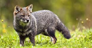 Resultado de imagen de fotos de animales en peligro de extinción