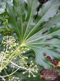 Camellia japonica is the predominant species of the genus and counts over 30 000 cultivars in a wide array of flower forms and colors. Fatsia Japonica From Burncoose Nurseries