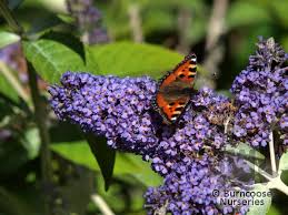 Image result for Buddleja pulchella