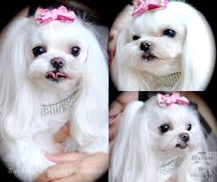 They can wear schnauzer, westie, or korean haircuts, and will need frequent grooming. Pin By Stefano Amalia On Dreams Maltese Dogs Maltese Dogs Haircuts Teacup Puppies Maltese
