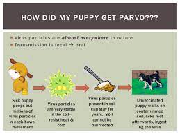 Parvo is very contagious, and it passes from dog to dog quite easily. How To Treat Parvovirus In Dogs Average Parvo Treatment Costs