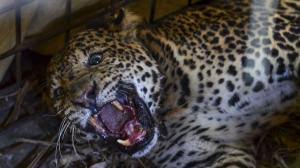 Mereka tidak tahu di balik tembok itu adalah kandang harimau. Sering Mangsa Ternak Macan Tutul Di Ciamis Ditangkap Warga Bagian 1