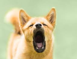How To Deal With Out Of Control Dog Barking The Bark