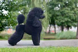 If you intend to shape your poodle's legs with scissors, your goal is to achieve a smooth, plush finish. How To Tell If Your Poodle Is Purebred A Complete Guide Poodle Report
