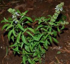 Image result for Ocimum americanum