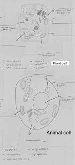 Plant and animal cell diagram quizlet. Plant And Animal Cells Diagram Quizlet