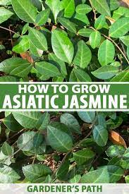 Asiaticum is a superb ground cover, it doesn't bear foot traffic nicely. How To Grow Asiatic Jasmine Gardener S Path
